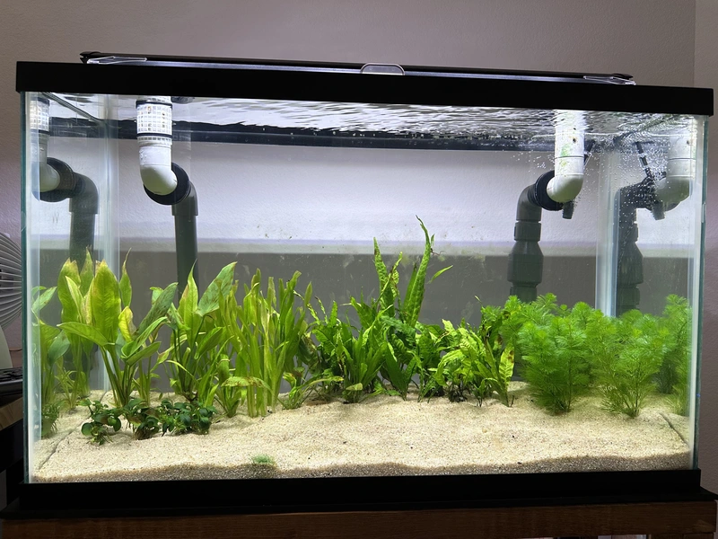 display