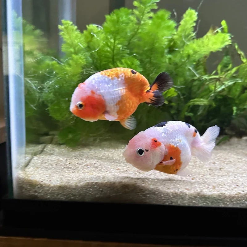 both goldfish swimming next to each other