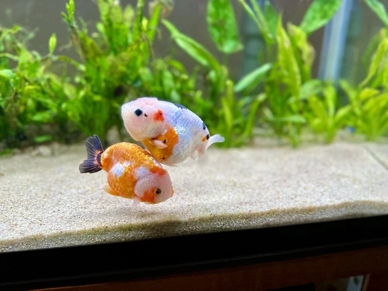 both goldfish swimming next to each other