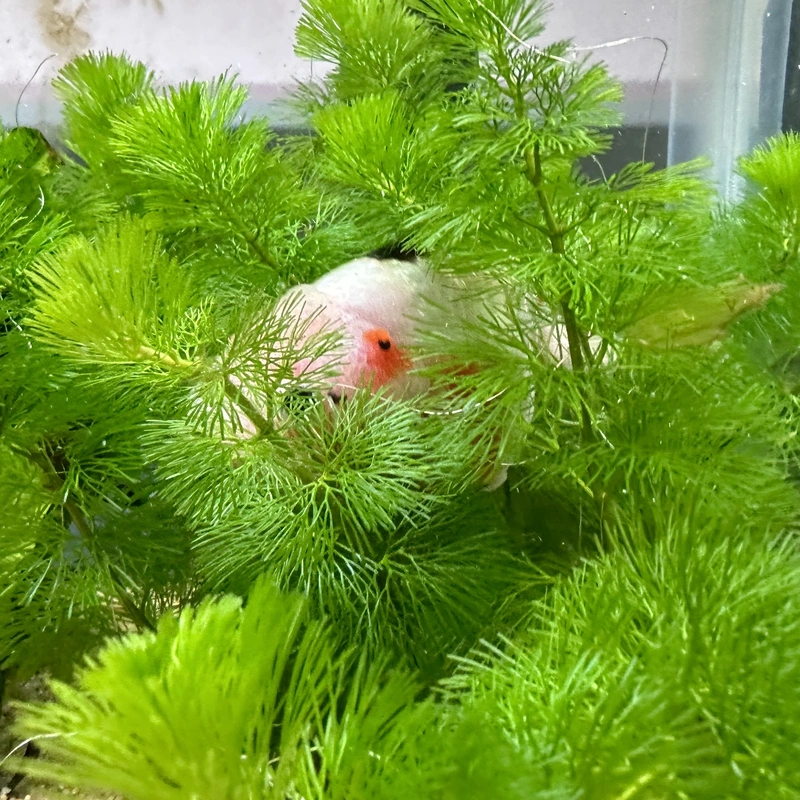 white ranchu hiding in cabomba