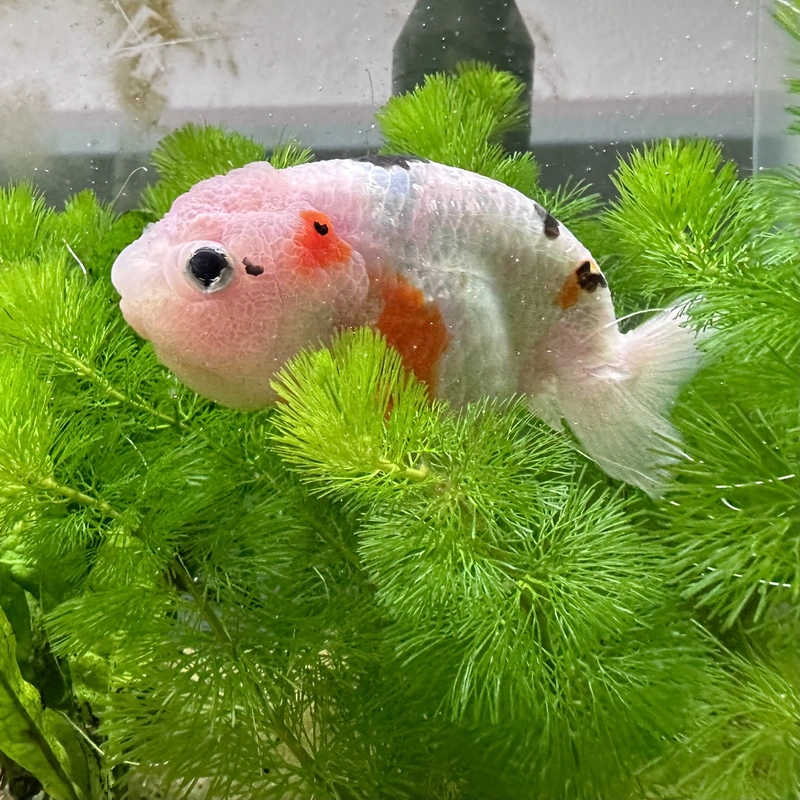 white ranchu emerging from the cabomba