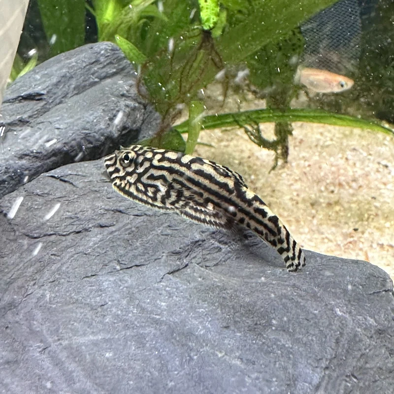 a close up of a hillstream loach on a rock