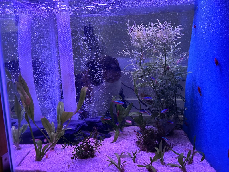 all the refugium creatures with dim night lights on