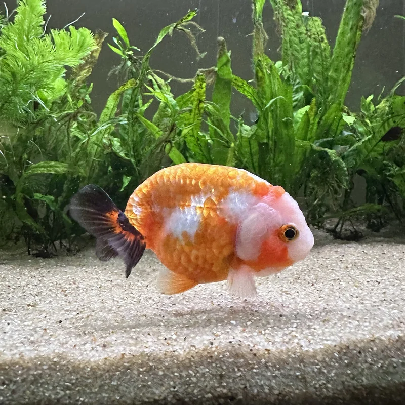 orange fish right side