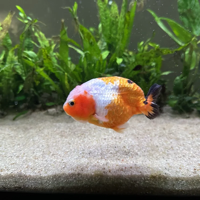 orange fish left side