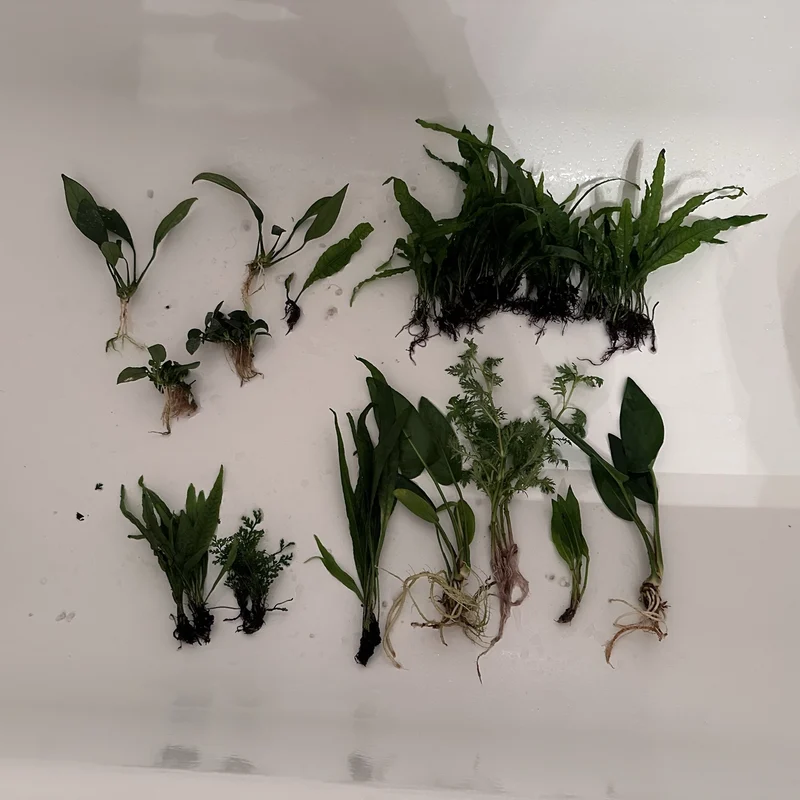 Clockwise from top left: Anubias & Anubias Nana, Java Ferns, Anubias Gigantea, Amazon Sword, Water Wisteria, Anubias Gigantea, Java Fern Narrow, African Water Fern, Amazon Sword.