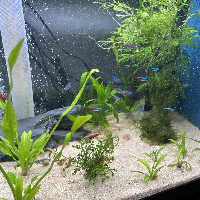 all the creatures in the refugium