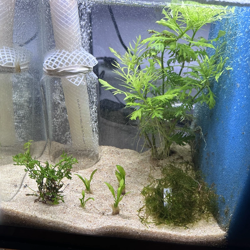 refugium