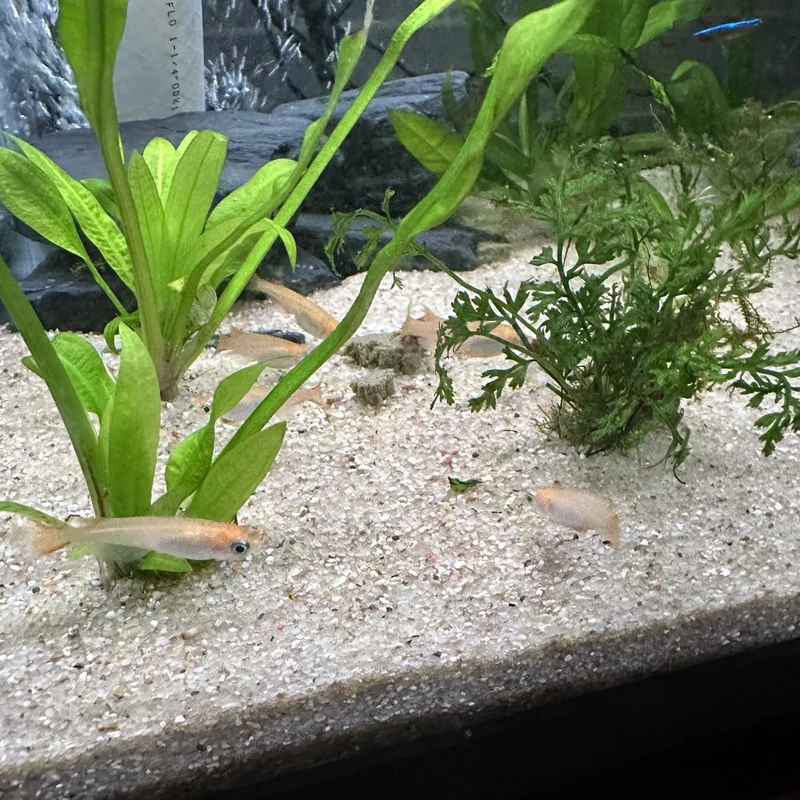 ricefish eating an algae wafer