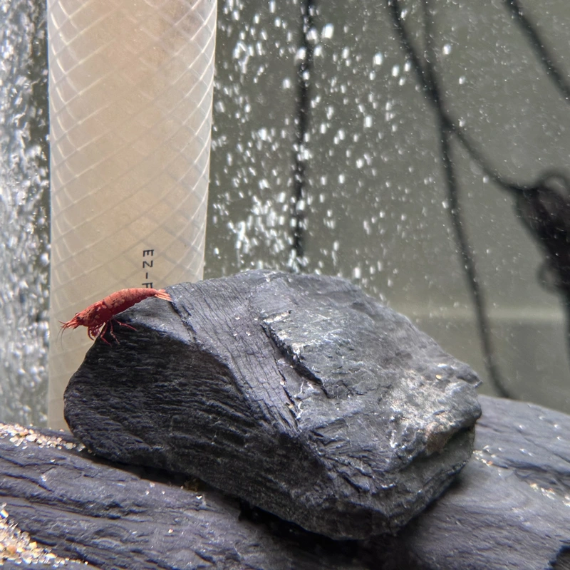 a shrimp on the slate rocks