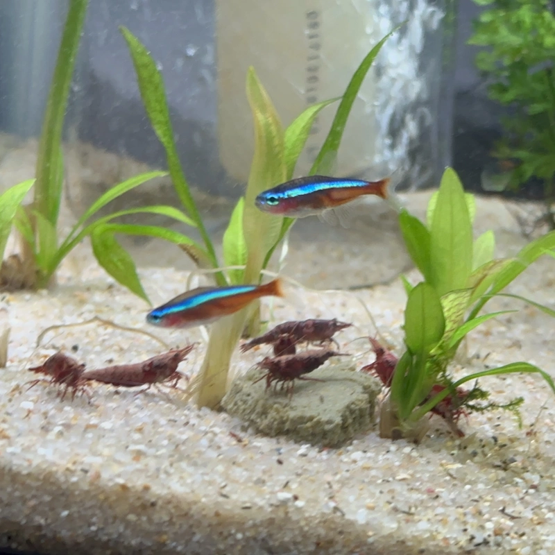 two cardinal tetras hanging near six red shrimp