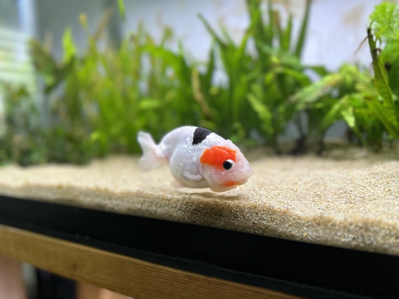 the white ranchu swimming